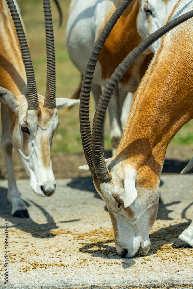 Stock photo Horned Oryx