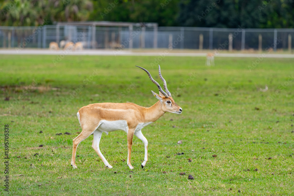 Stock image male Impala in a field of grass