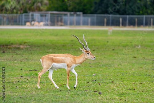 Obraz na płótnie Stock image male Impala in a field of grass w salonie