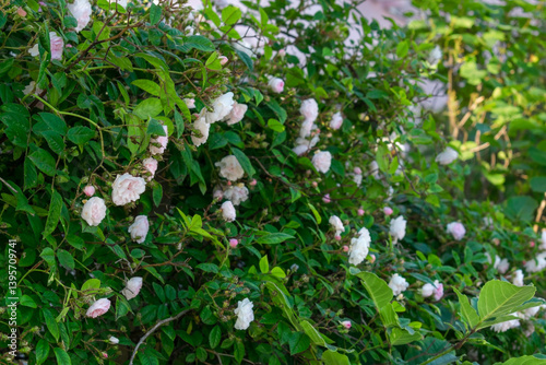 Luxurious background of many small pink bush roses. Lush thickets of roses in the garden.