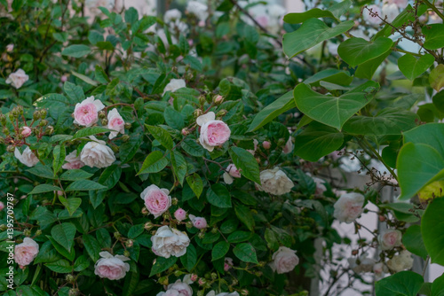 Luxurious background of many small pink bush roses. Lush thickets of roses in the garden.