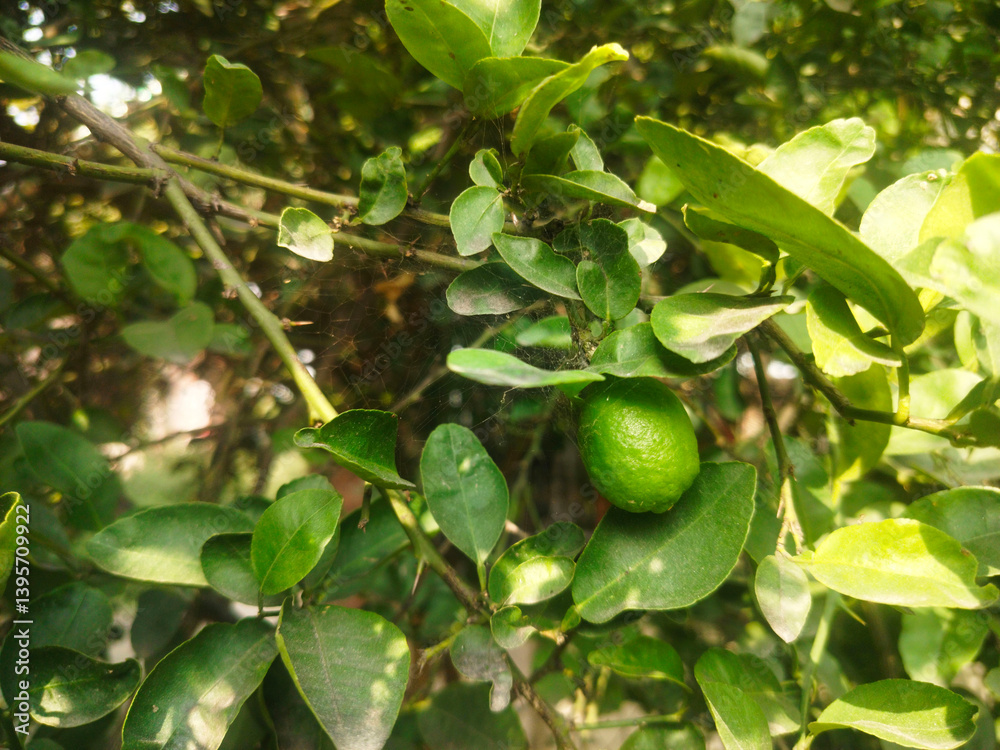 Close up shoot of unripe young lemon hanging on tree. Close up shoot of unripe young lemon hanging on tree.