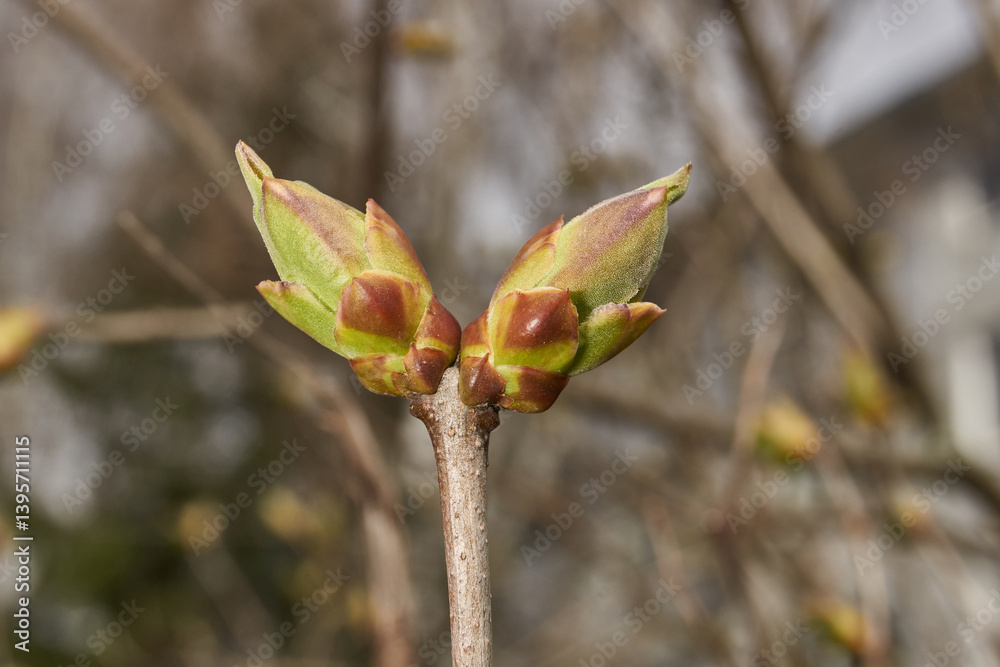 Lilac buds are blooming. Lilac buds (Latin Syringa vulgaris) in the rays of the spring sun. Spring. Lilac buds are blooming. Lilac buds (Latin Syringa vulgaris) in the rays of the spring sun. Spring.