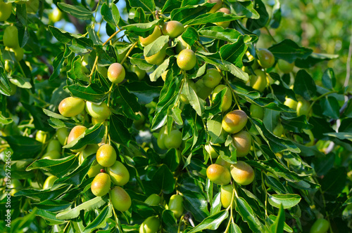 Real Ziziphus, or Chinese, jujube date