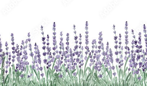 Watercolor aquarelle seamless banner background with lilac violet purple colored lavender flowers.Design