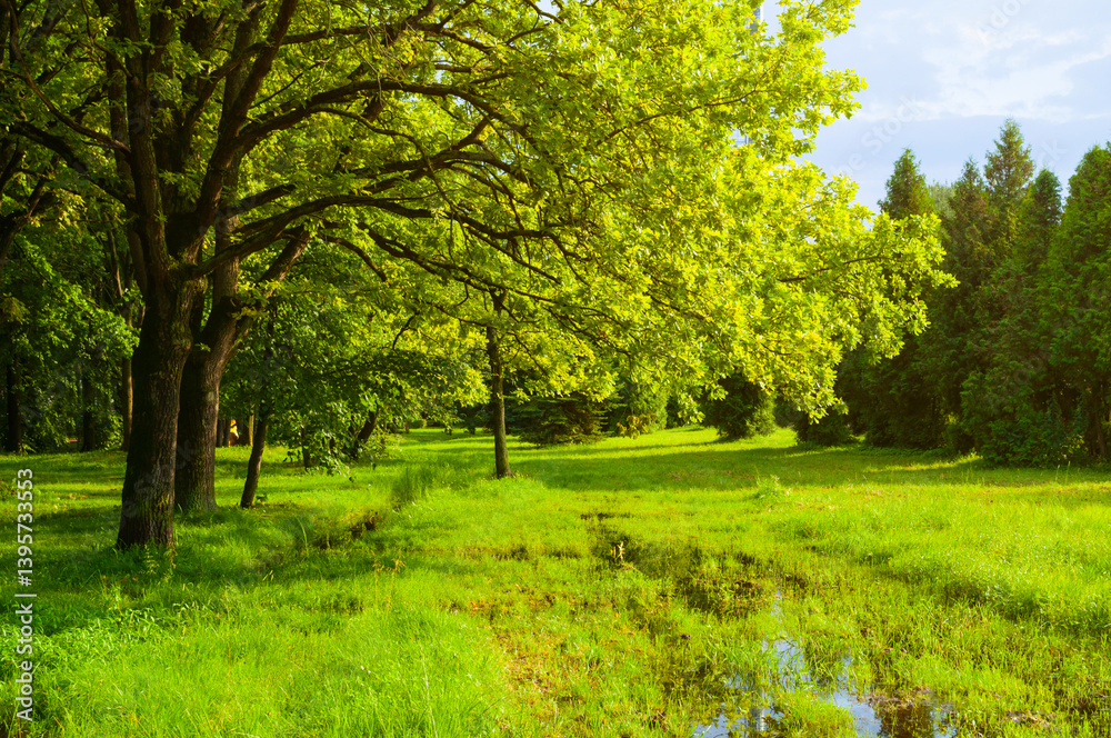 Naklejka premium Spring landscape. Green park trees and flooded spring lawn in the park in sunny weather. Colorful spring nature scene