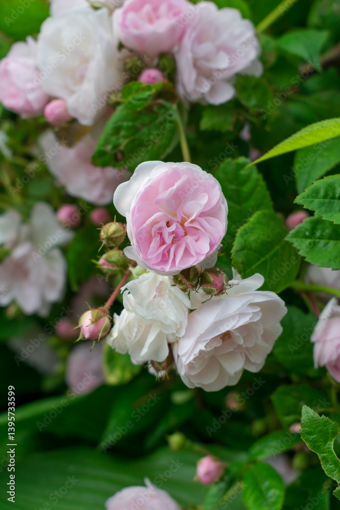 Luxurious background of many small pink bush roses. Lush thickets of roses in the garden. Luxurious background of many small pink bush roses. Lush thickets of roses in the garden.