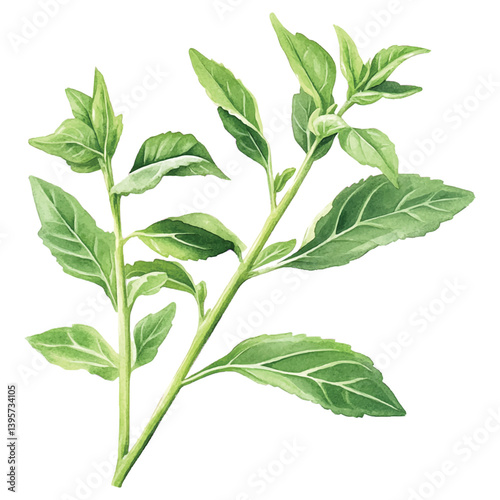 Watercolor illustration of stevia plant growth stages on a branch.