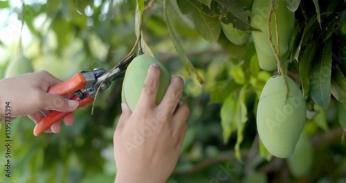 Mango picking.Pick mangoes by cutting the stem of the mango with scissors.Farmers are harvesting mangoes.