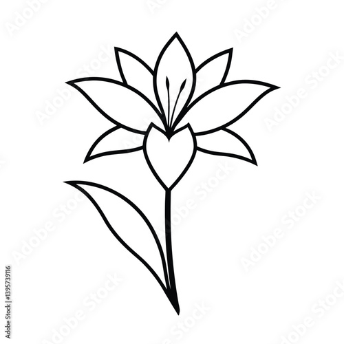 clivia flower line art vector illustration