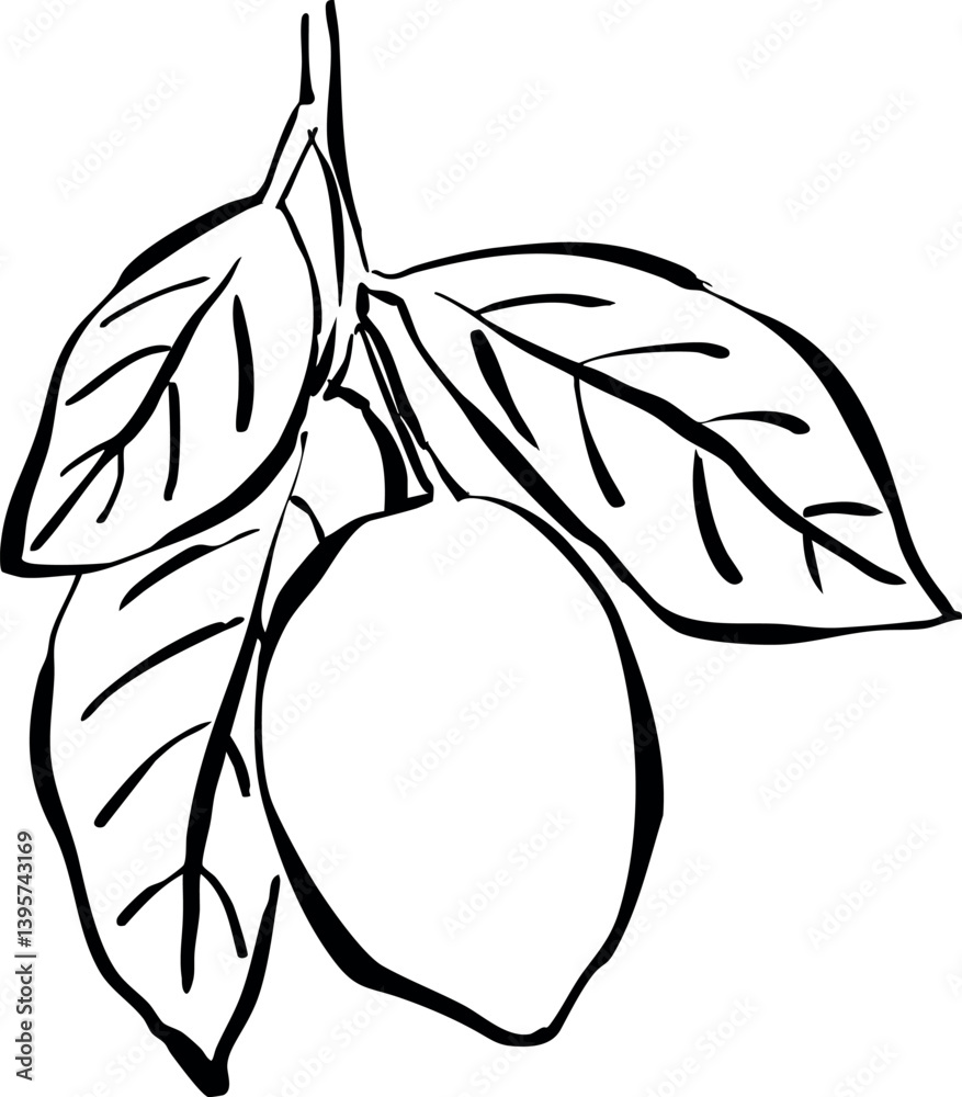 Boceto de árbol frutal. Ilustración de limones con hojas. Dibujo a mano de rama de limón. Fruta cítrica. Garabato de fruta