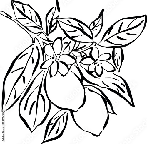  Dibujo a mano de rama de limón. Ilustración de limones con hojas. Boceto de árbol frutal.  Fruta cítrica. Garabato de fruta