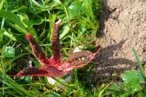 devil's finger fungus open in the garden. octopus stinkhorn or Clathrus archeri toxic fungus invasion photo