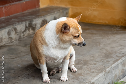 Overweight fat dog sitting outdoor of a house. Mixed breed dog with obesity problem