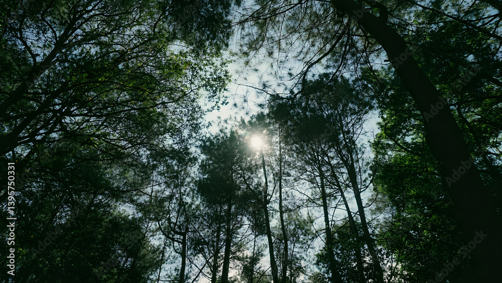Fototapeta premium Sunlight seeping through the dense canopy in a quite forest moment