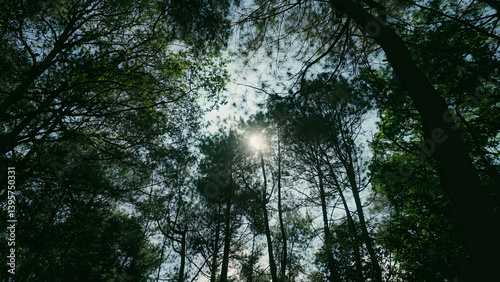 Sunlight seeping through the dense canopy in a quite forest moment