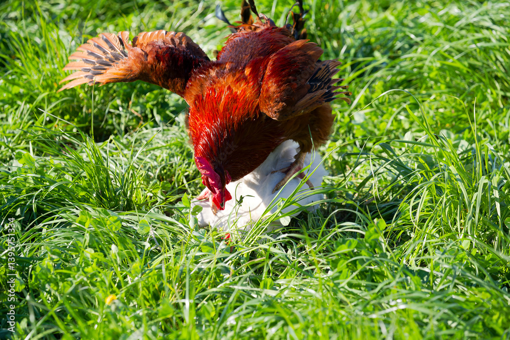 Fototapeta premium High angle view of red brown rooster on top of white chicken on meadow at Swiss farm on a sunny spring afternoon. Photo taken April 9th, 2025, Zurich Schwamendingen, Switzerland.