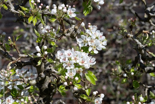 close up of pretty white flowers of pear blossom