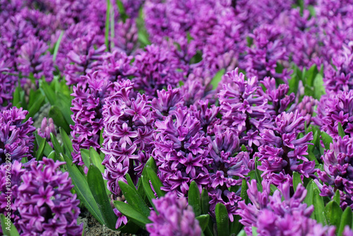 Hyacinth lavender flowers in the garden