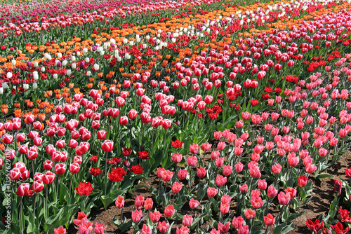 field of tulips