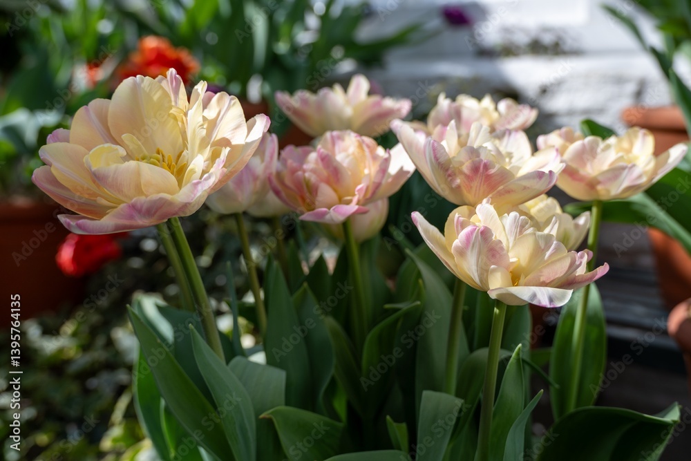 Fototapeta premium close up of pretty cream and pink tulips spring flowers