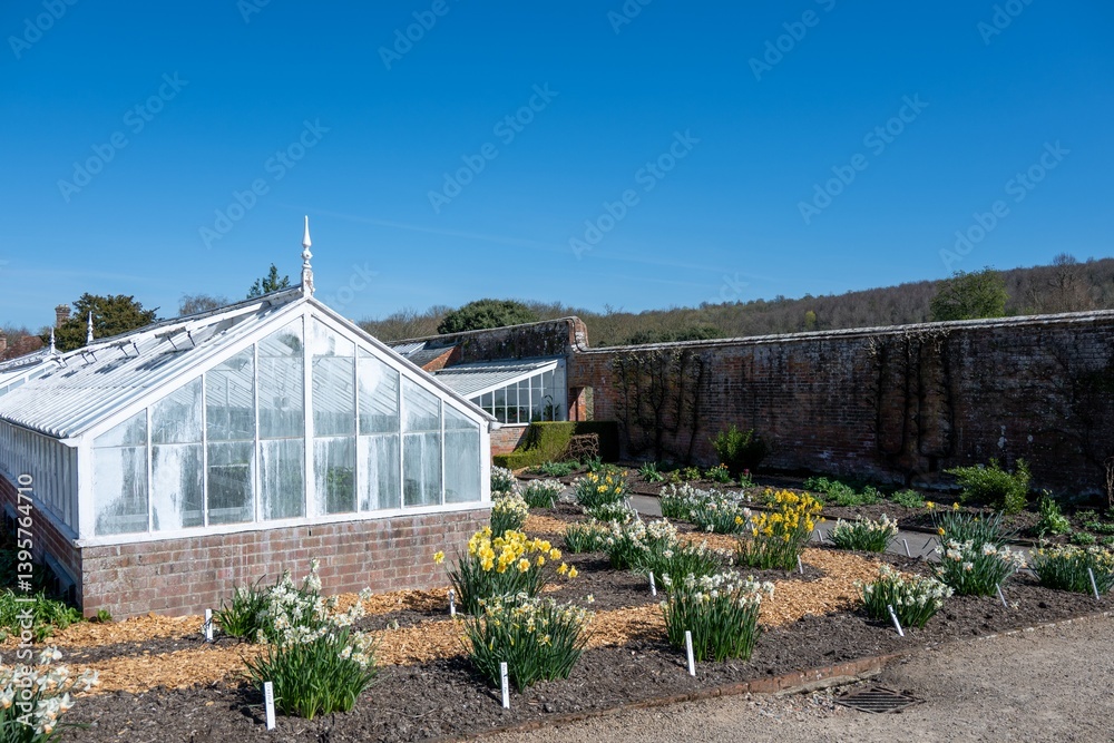 pretty bright yellow daffodil spring flowers growing in a a garden with glasshouse greenhouse in the background pretty bright yellow daffodil spring flowers growing in a a garden with glasshouse greenhouse in the background