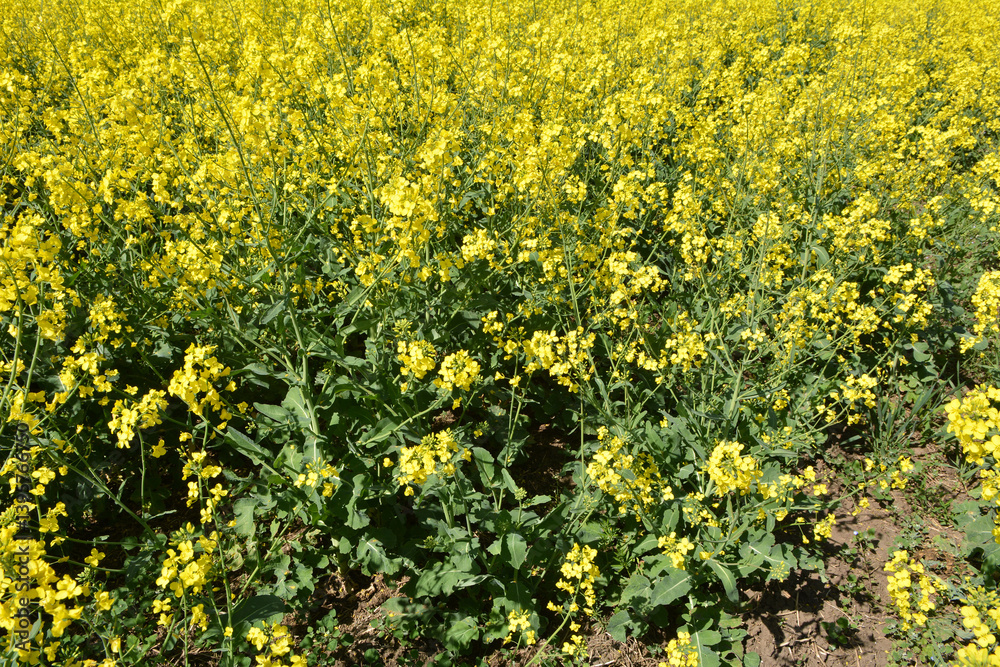 Fototapeta premium In spring, winter rape blooms in the field