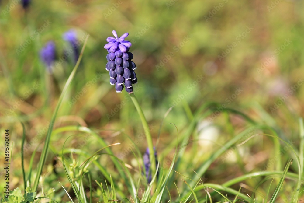 Blue Muscari flowers in a meadow in spring on a blurred background
Blue Muscari flowers in a meadow in spring on a blurred background