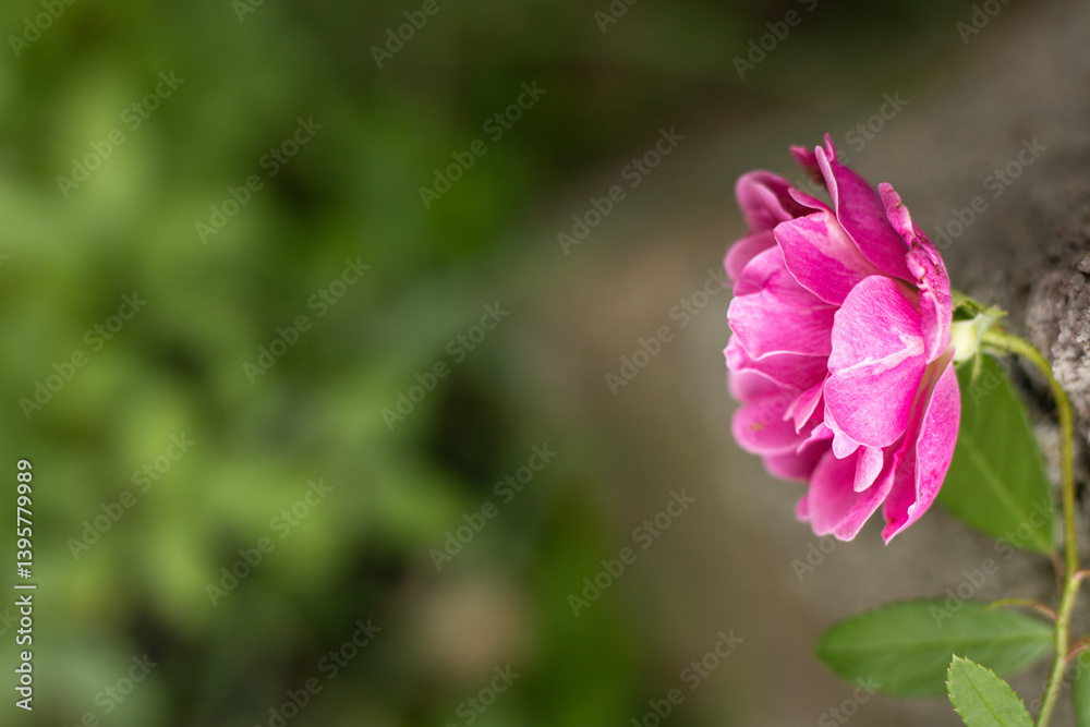 a beautiful pink flower isolated among nature a beautiful pink flower isolated among nature