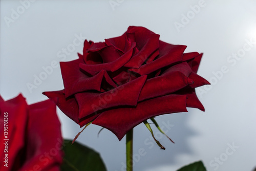 Bouquet of lush red roses. Floral background of red roses.