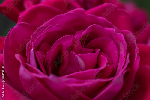 Bouquet of lush red roses. Floral background of red roses.