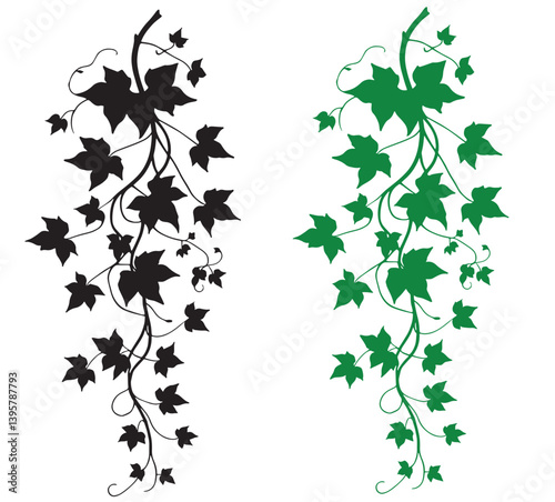 Lush Green Hanging Ivy Vine Plant Isolated On white Background vector, Green Ivy Vine A Beautiful Climbing Plant For Decoration, Silhouette ivy vine