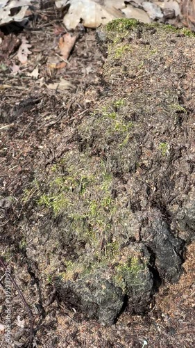 Wallpaper Mural Ants walking on the anthill in the forest. The life of ants' nest in closeup. Birds singing voices around. Torontodigital.ca