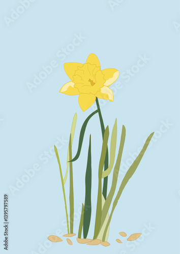 narcissus