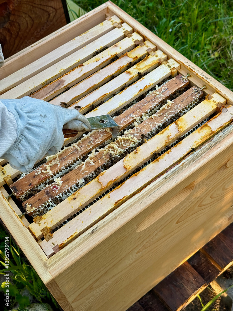 Beekeeper inspecting honeycomb frames inside a wooden hive during summer, wearing protective gloves and using a hive tool in sustainable, organic beekeeping practice. Beekeeper inspecting honeycomb frames inside a wooden hive during summer, wearing protective gloves and using a hive tool in sustainable, organic beekeeping practice.