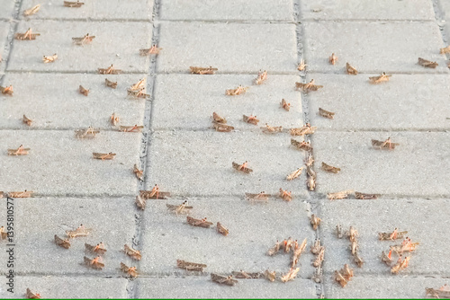 фотографія Locusts on the sidewalk. Hordes of locusts flew into city