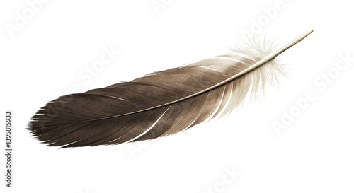Isolated feather with brown and white hues resting against a stark black background in studio lighting
