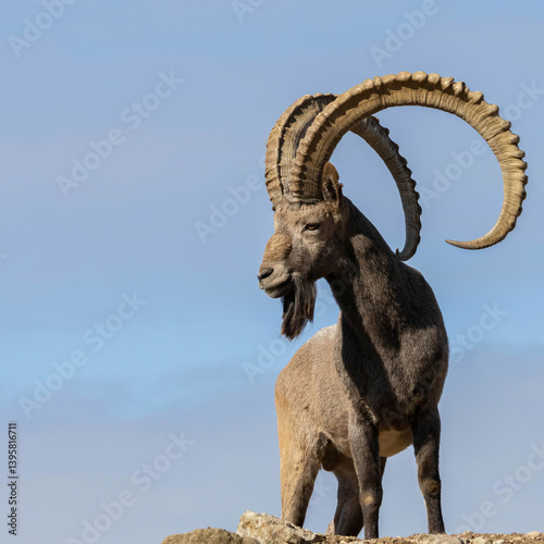 Male Siberian ibex with his big horns