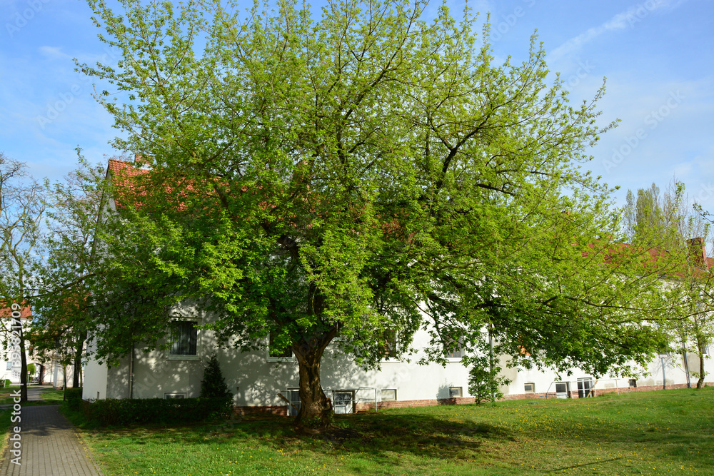 Obraz premium Baum, Eschenahorn, Baumrkrone, Natur, Himmel, Haus