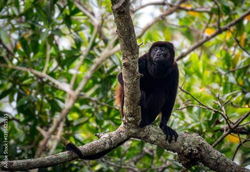 Photography Howler Monkey