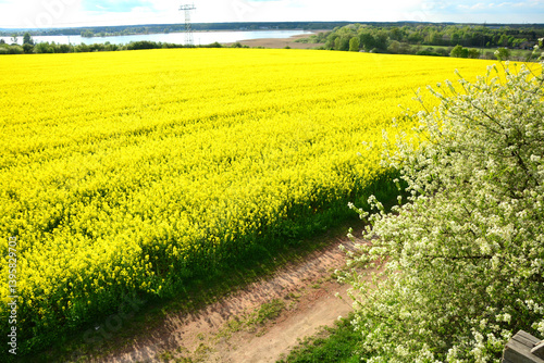 Rapsfeld, Ackerbau, Weg, Baum, Natur, Frühling