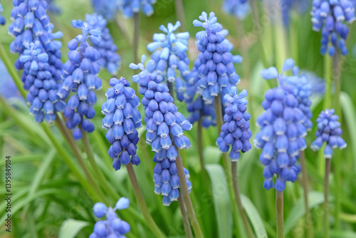 Blue Muscari armeniacum, commonly known as the Armenian grape hyacinth or garden grape hyacinth, in flower photo