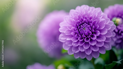 Stunning Lavender Dahlias in Bloom: A Garden Delight