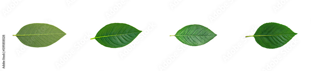 Obraz premium Four green leaves, leaf arrangement with black background, cut out transparent