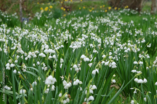 White Leucojum ‘Bridesmaid’, also known as summer snowflakes, in flower. photo