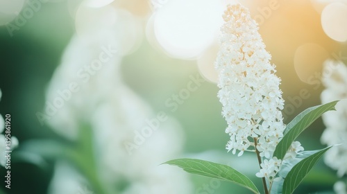 Serene White Flower Bloom in Sunlight