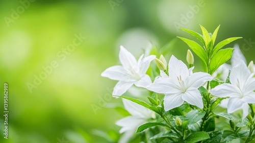 Serene White Blossoms in a Lush Green Garden