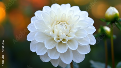 Close-up of a Pure White Dahlia Flower