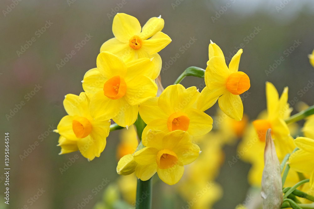 Yellow and orange clump forming tazetta daffodil, Narcissus ‘Grand Soleil d'Or’ in flower. Yellow and orange clump forming tazetta daffodil, Narcissus ‘Grand Soleil d'Or’ in flower.