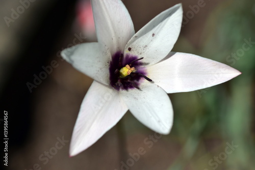 Blüte einer Damen-Tulpe im Frühling